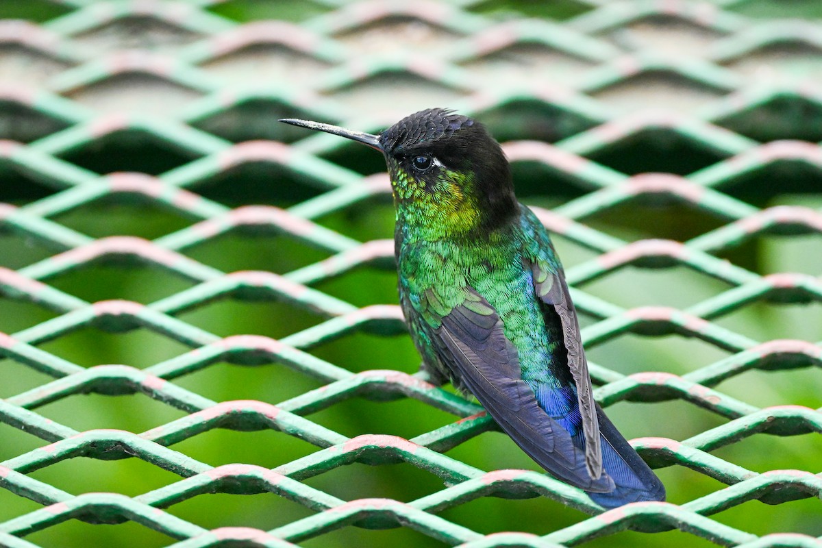 Fiery-throated Hummingbird - ML638670025