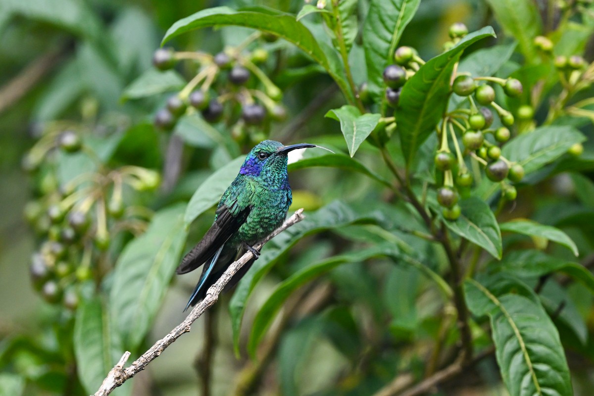 Lesser Violetear - ML638670036
