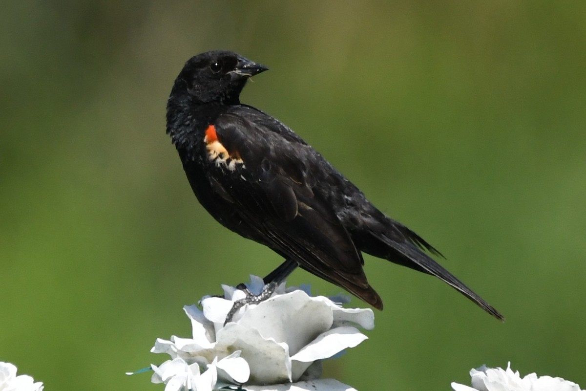 Red-winged Blackbird - ML638670039