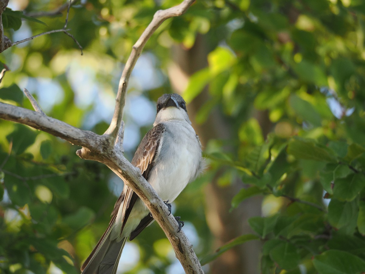 Gray Kingbird - ML638670042