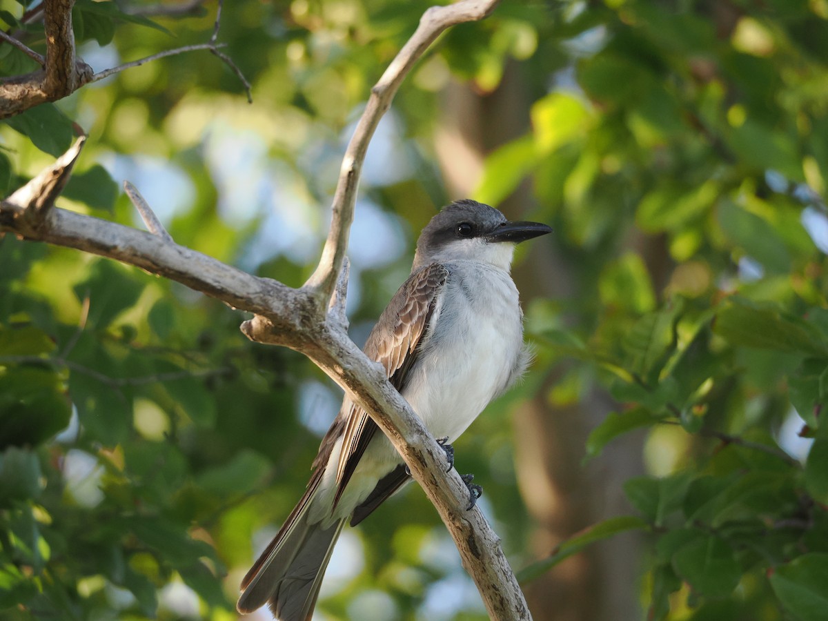 Gray Kingbird - ML638670043