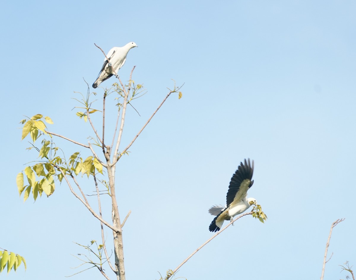 Pied Imperial-Pigeon - ML638670044