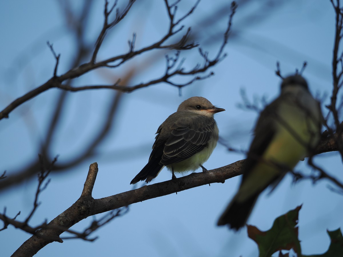 Western Kingbird - ML638670062