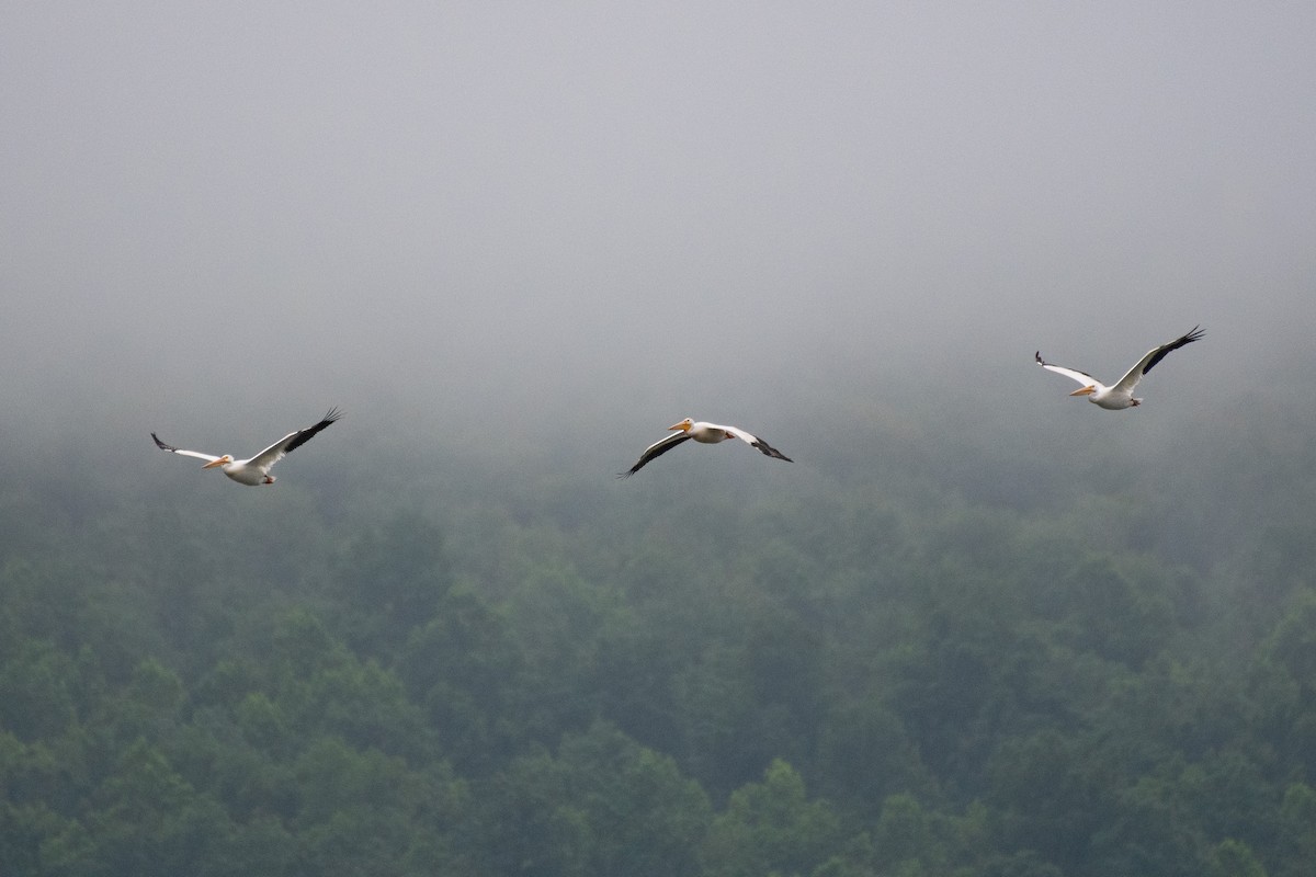 American White Pelican - ML638670098