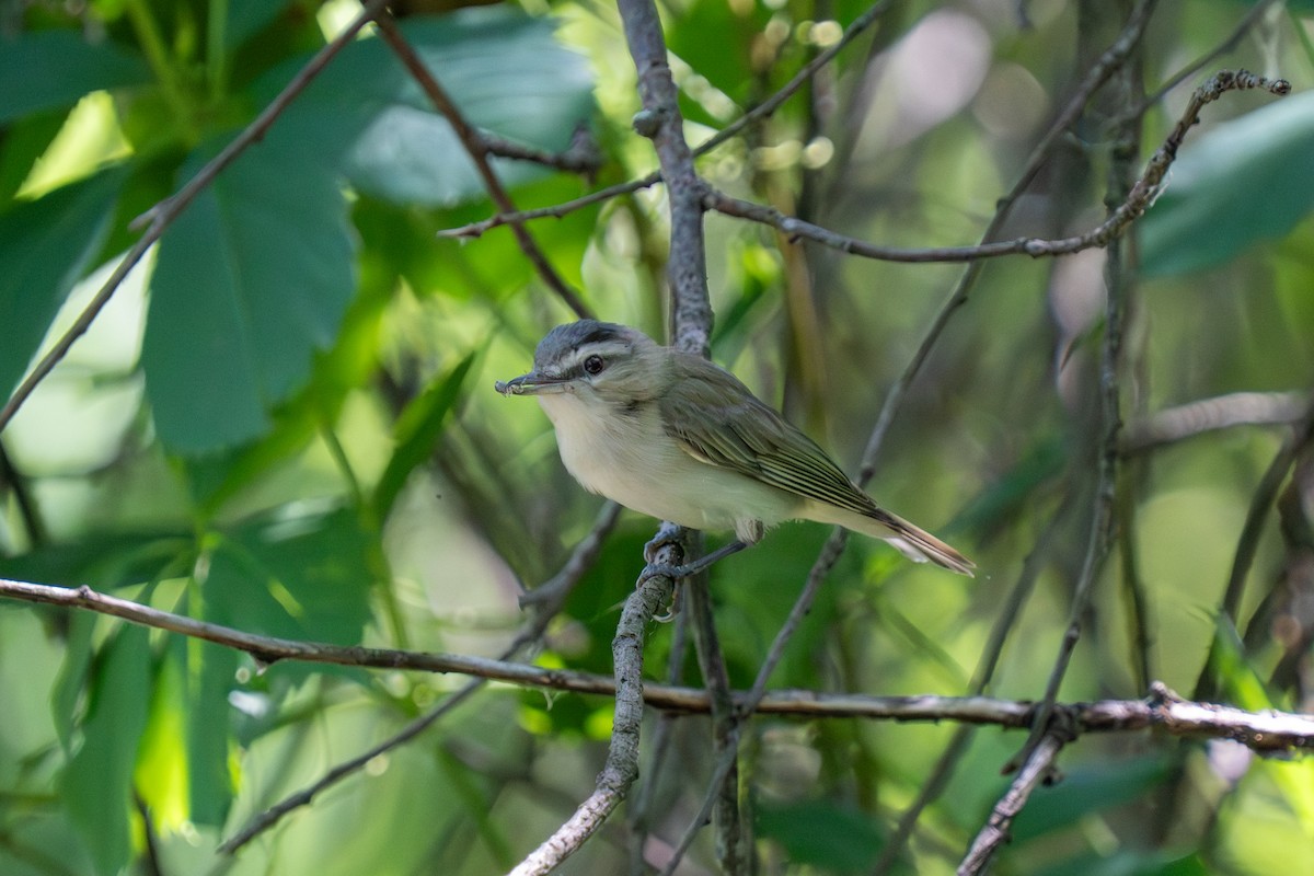 Red-eyed Vireo - ML638670100