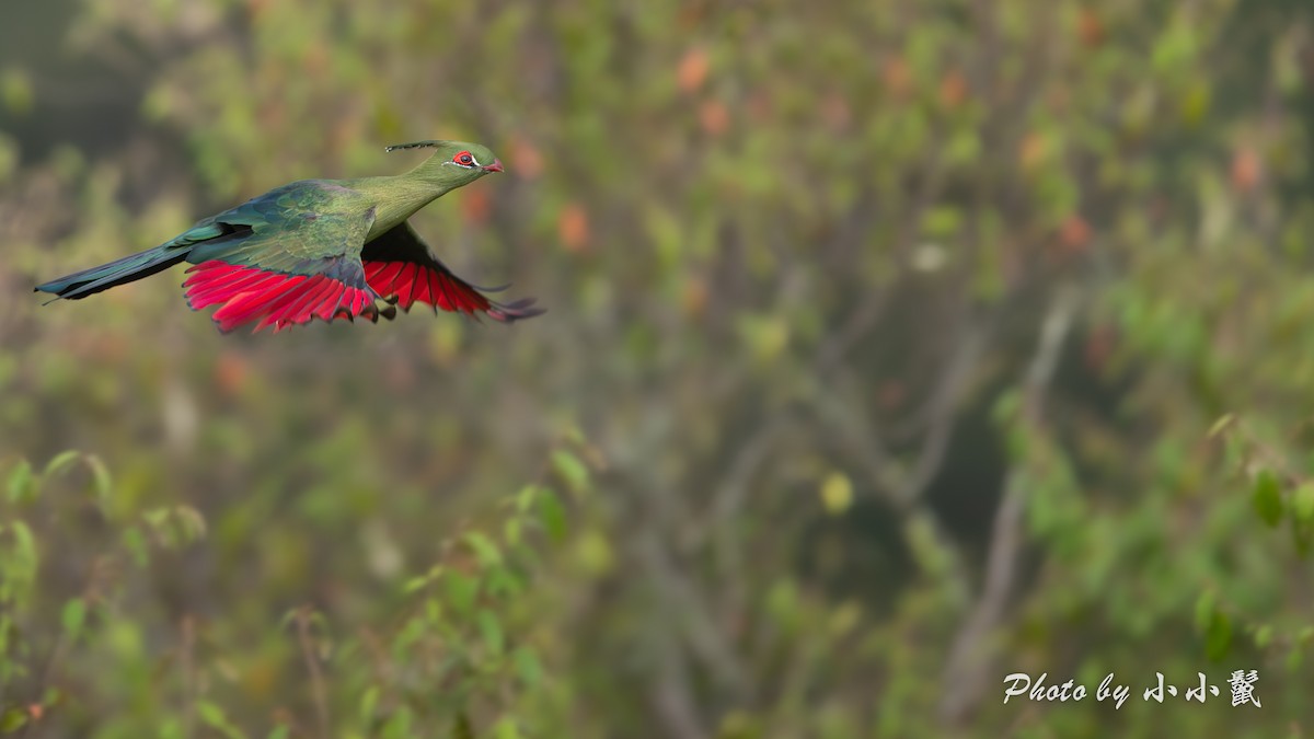 Schalow's Turaco - ML638670105