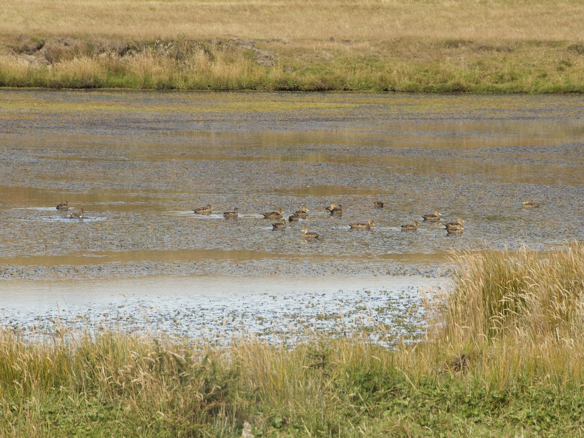 Yellow-billed Pintail - ML638670140