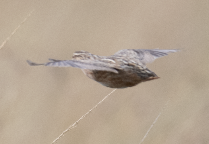 Common Quail - ML638670165