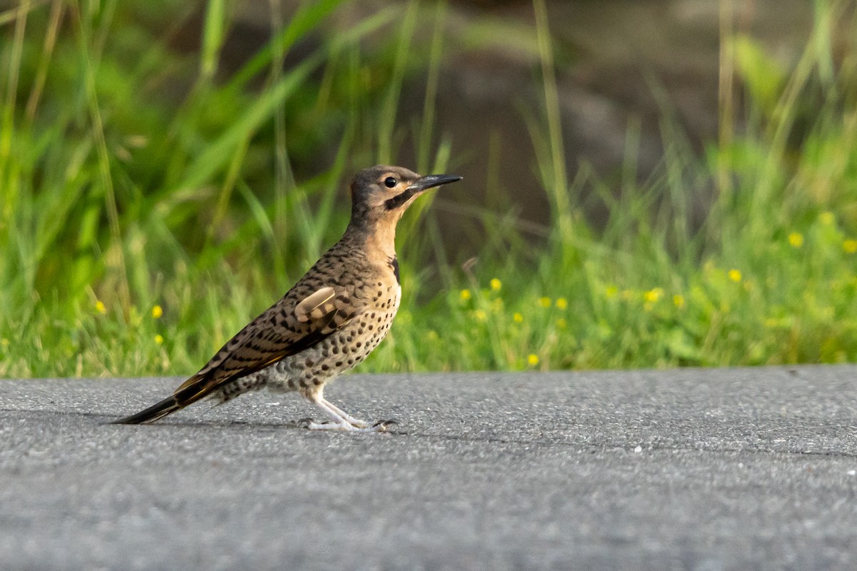Northern Flicker - ML638670169