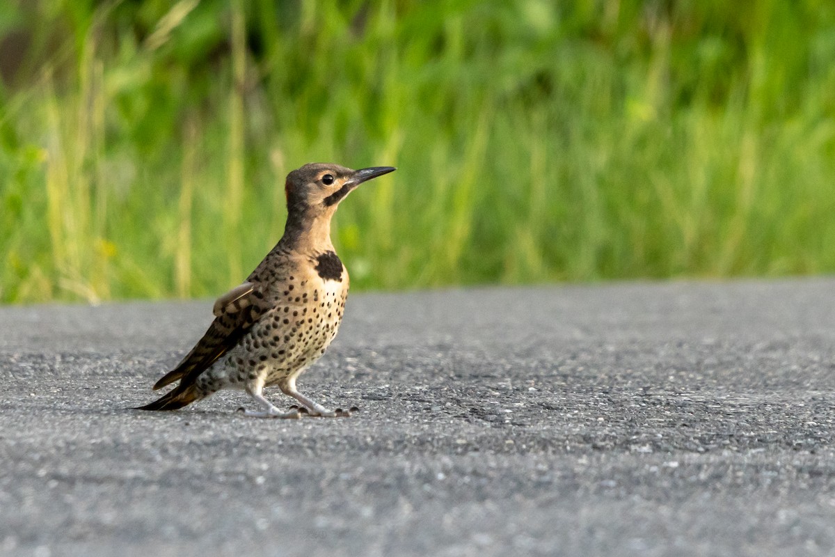 Northern Flicker - ML638670170