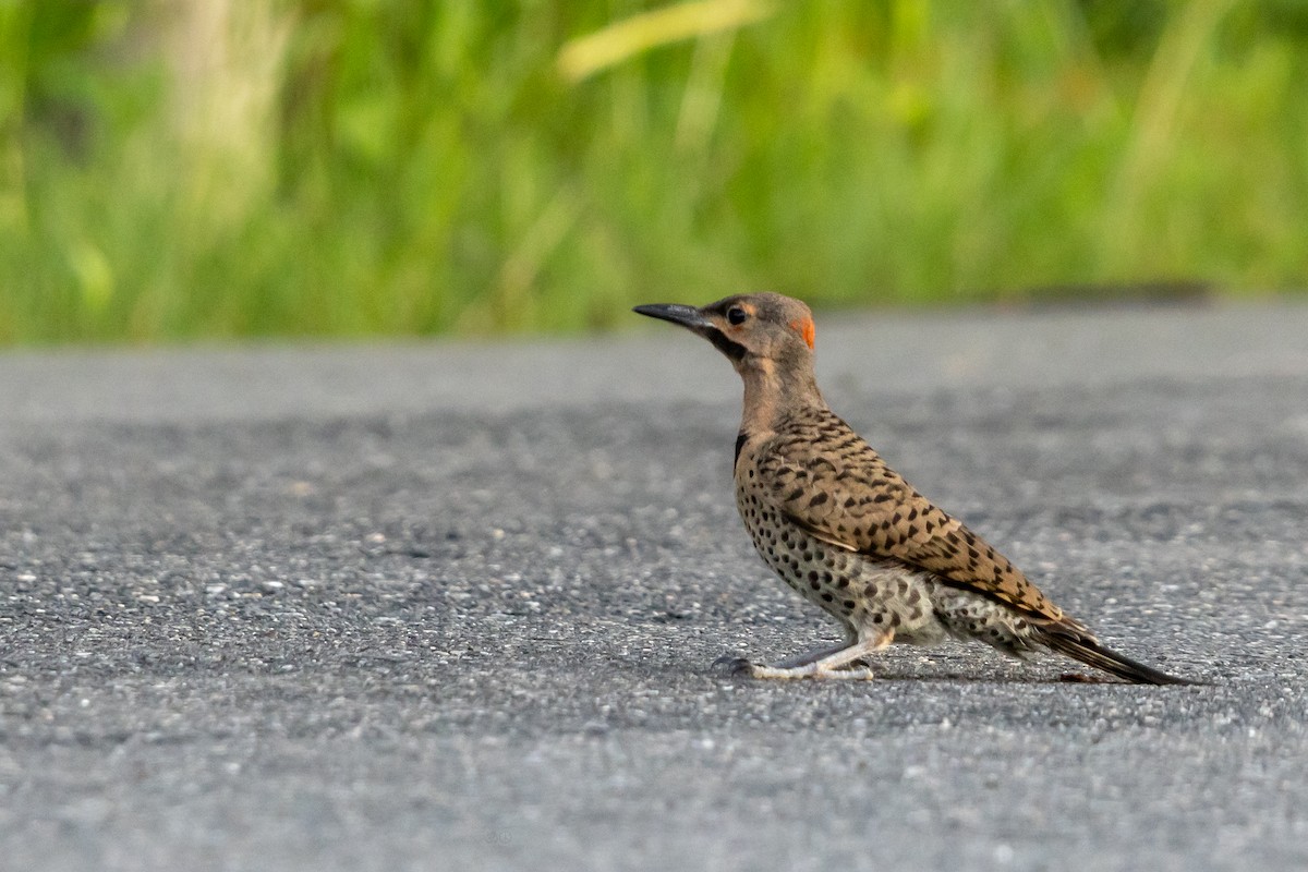 Northern Flicker - ML638670171