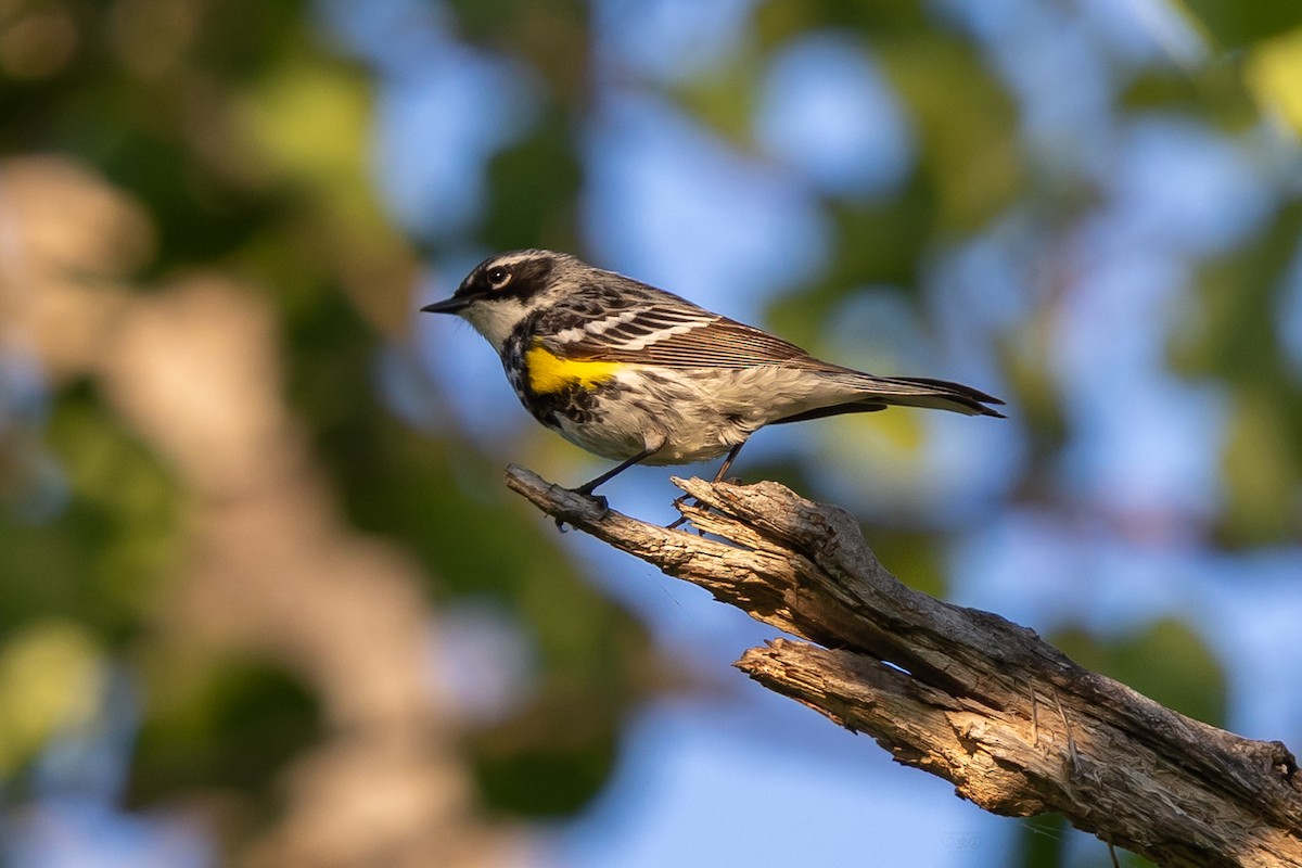 Yellow-rumped Warbler - ML638670174