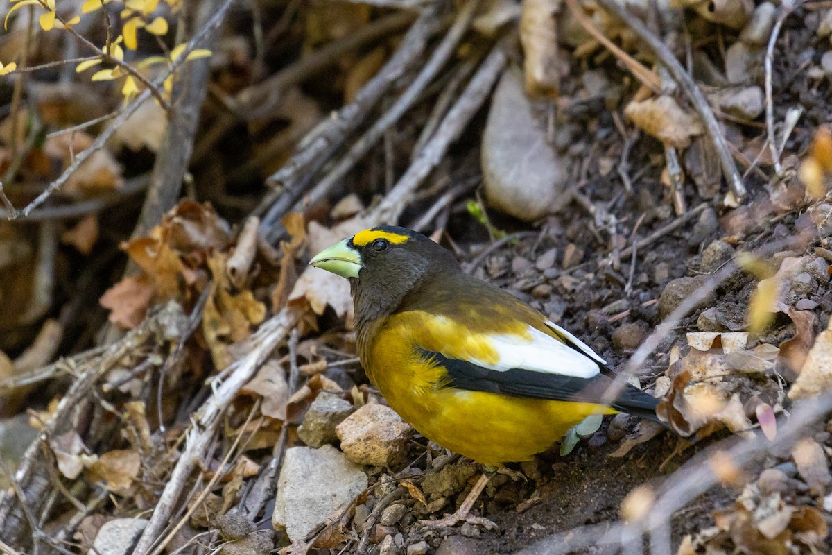 Evening Grosbeak - ML638670197