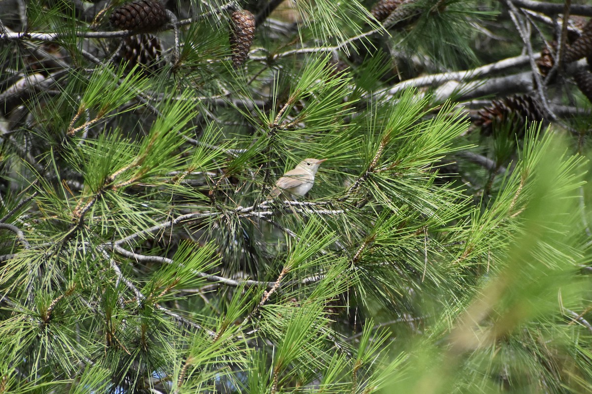 Western Olivaceous Warbler - ML638670200