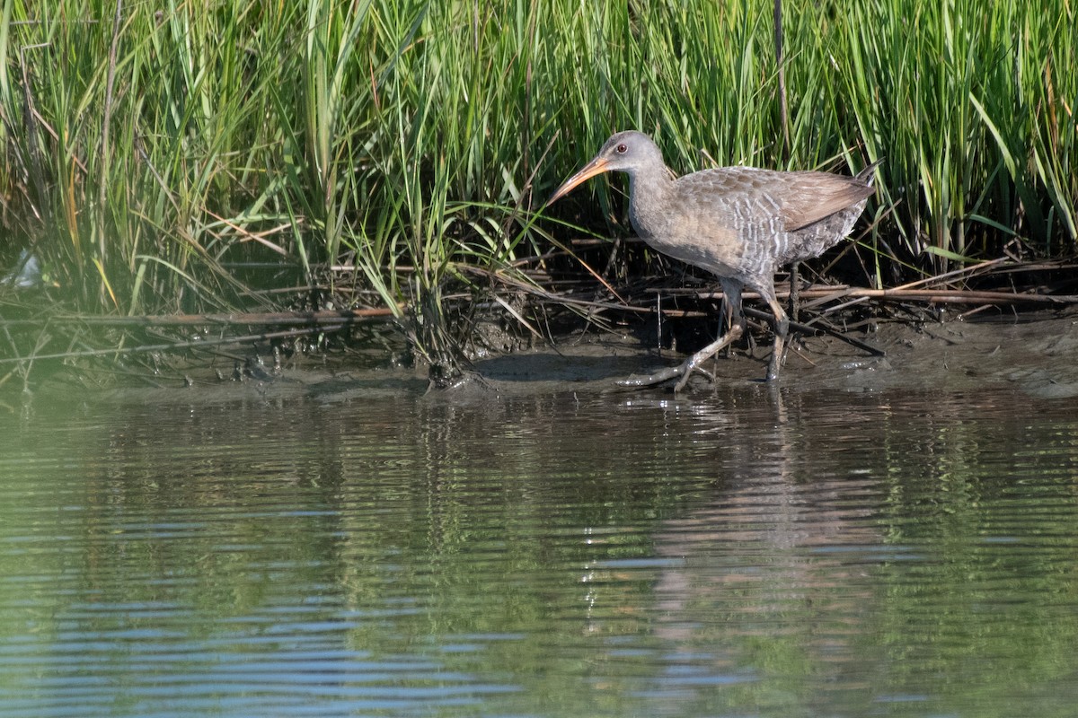 Clapper Rail (Atlantic Coast) - ML638670201