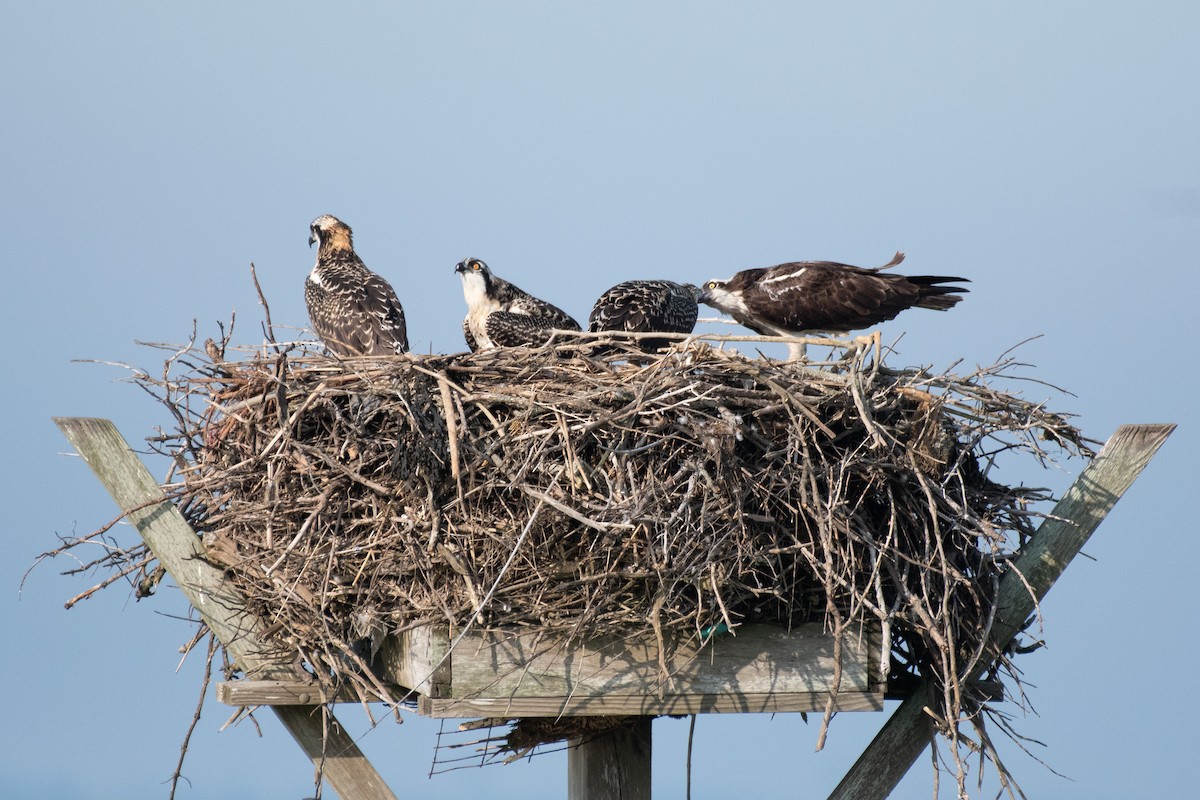 Osprey - ML638670208