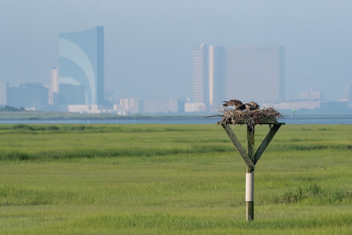 Osprey - ML638670211