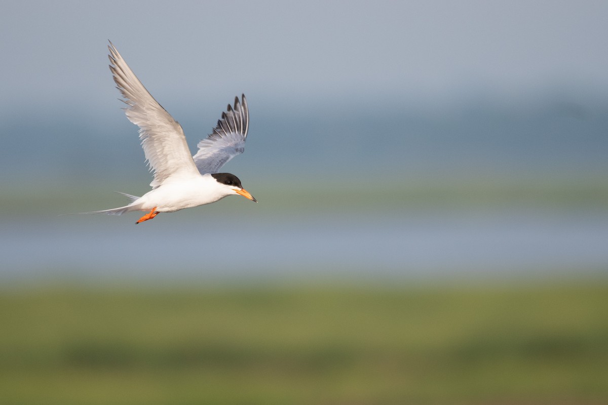 Forster's Tern - ML638670220