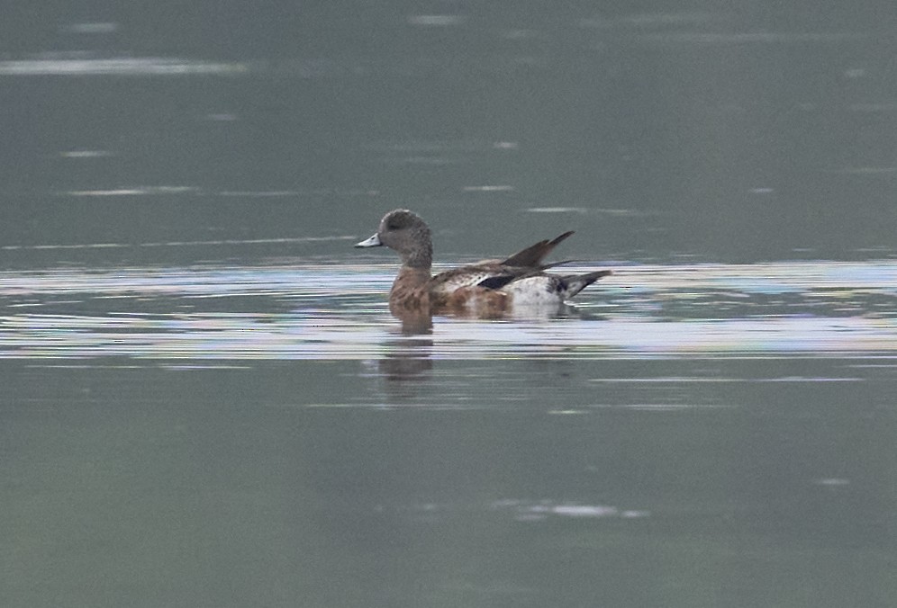 Canard d'Amérique - ML638670251