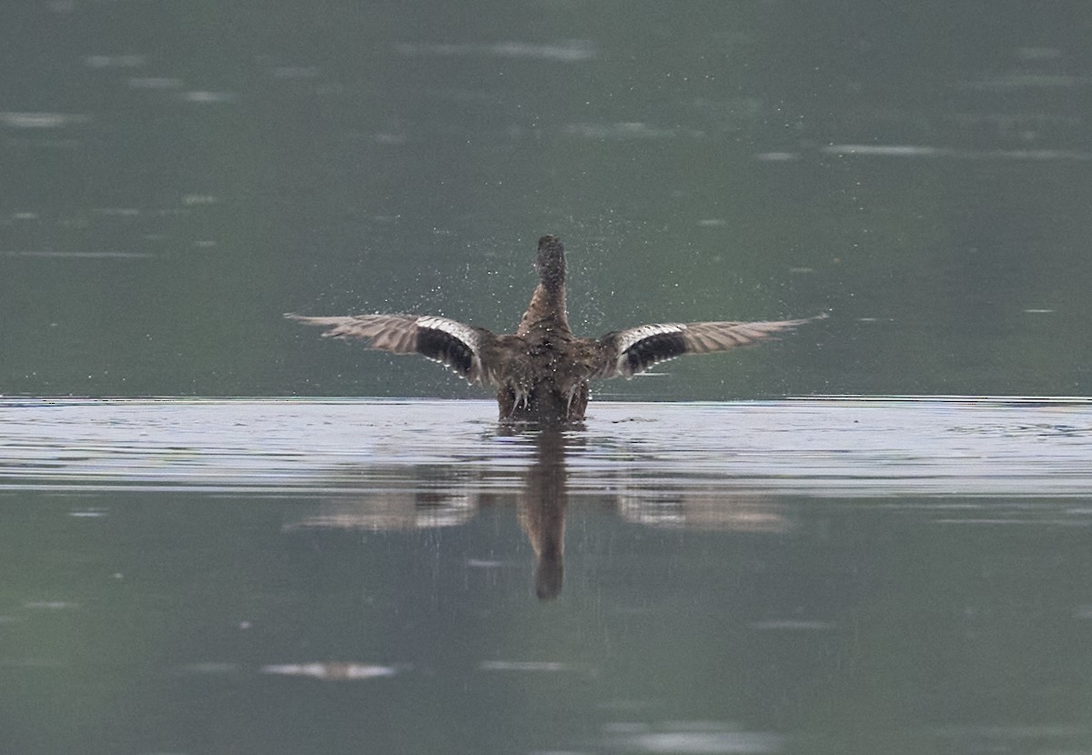 Canard d'Amérique - ML638670258