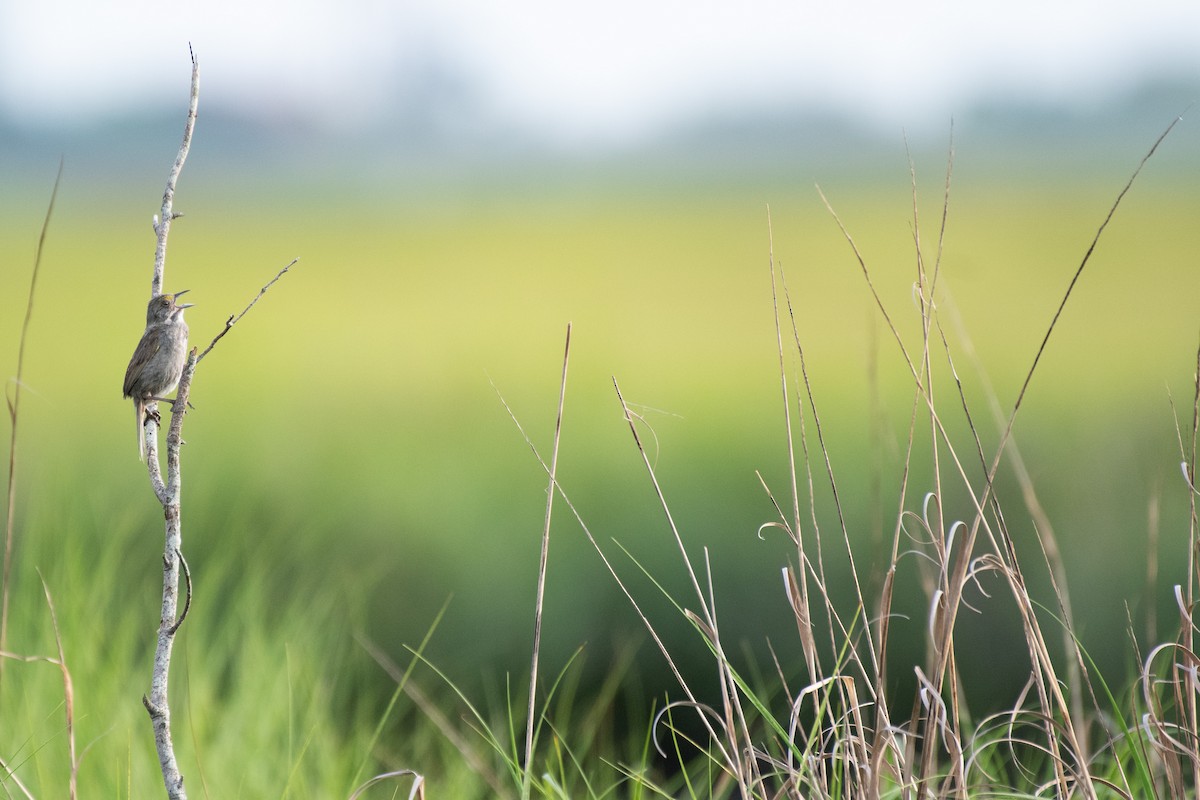Seaside Sparrow (Atlantic) - ML638670302