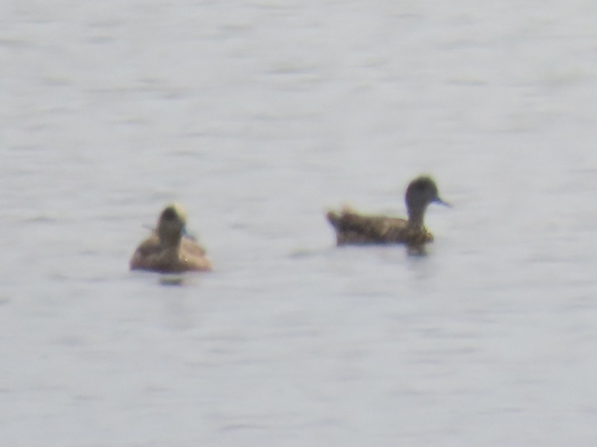 Canard d'Amérique - ML638670313