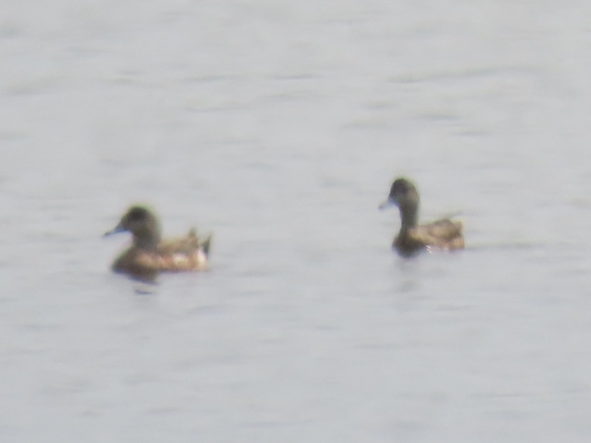 Canard d'Amérique - ML638670315