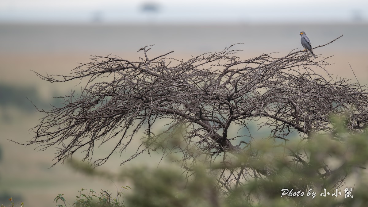 Gray Kestrel - ML638670355