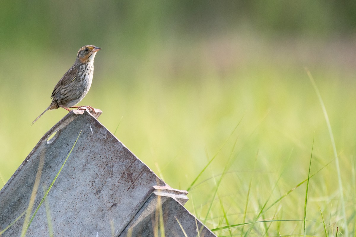 Saltmarsh Sparrow - ML638670366