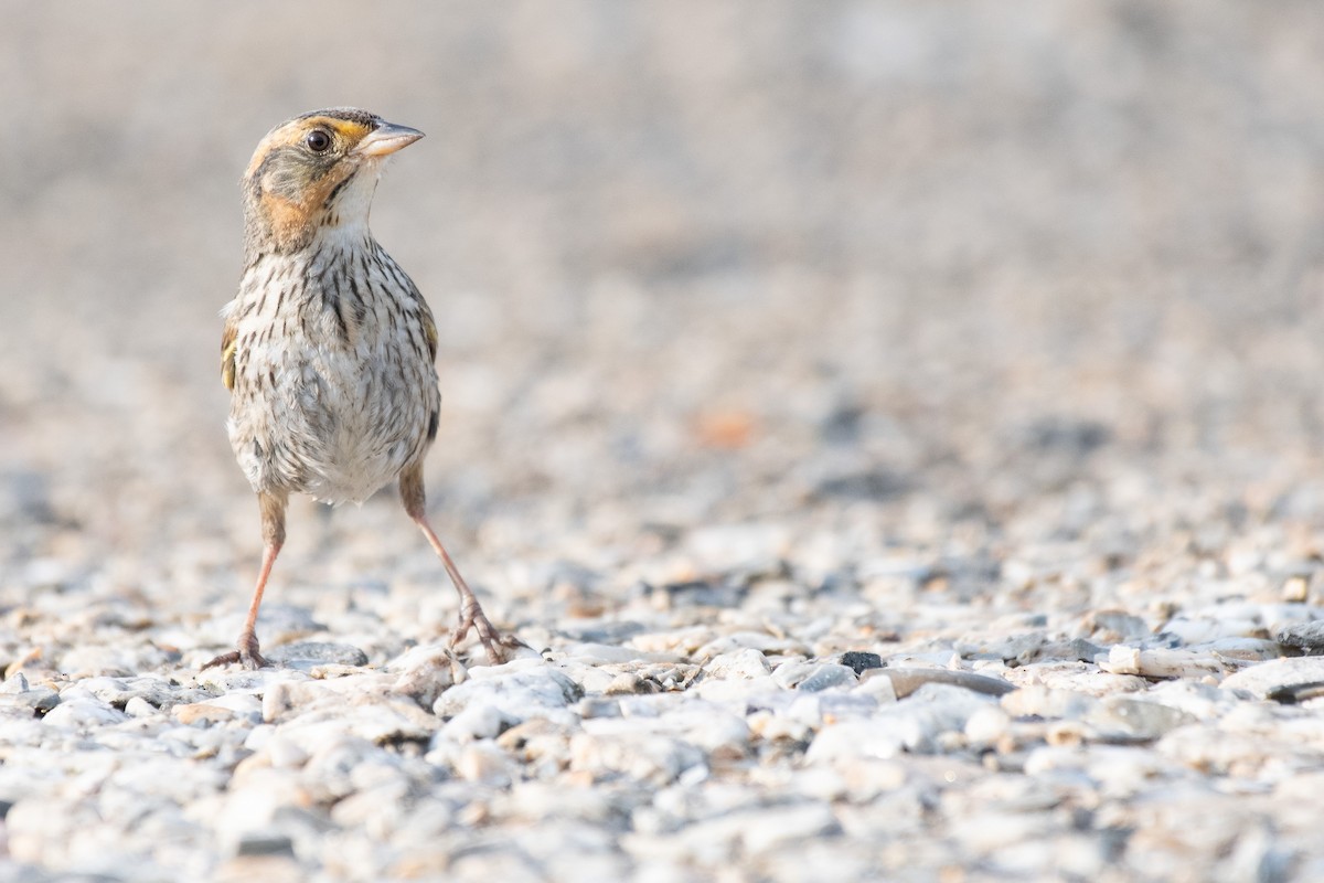 Saltmarsh Sparrow - ML638670369