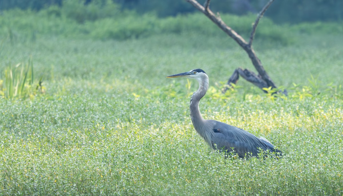 Great Blue Heron - ML638670398