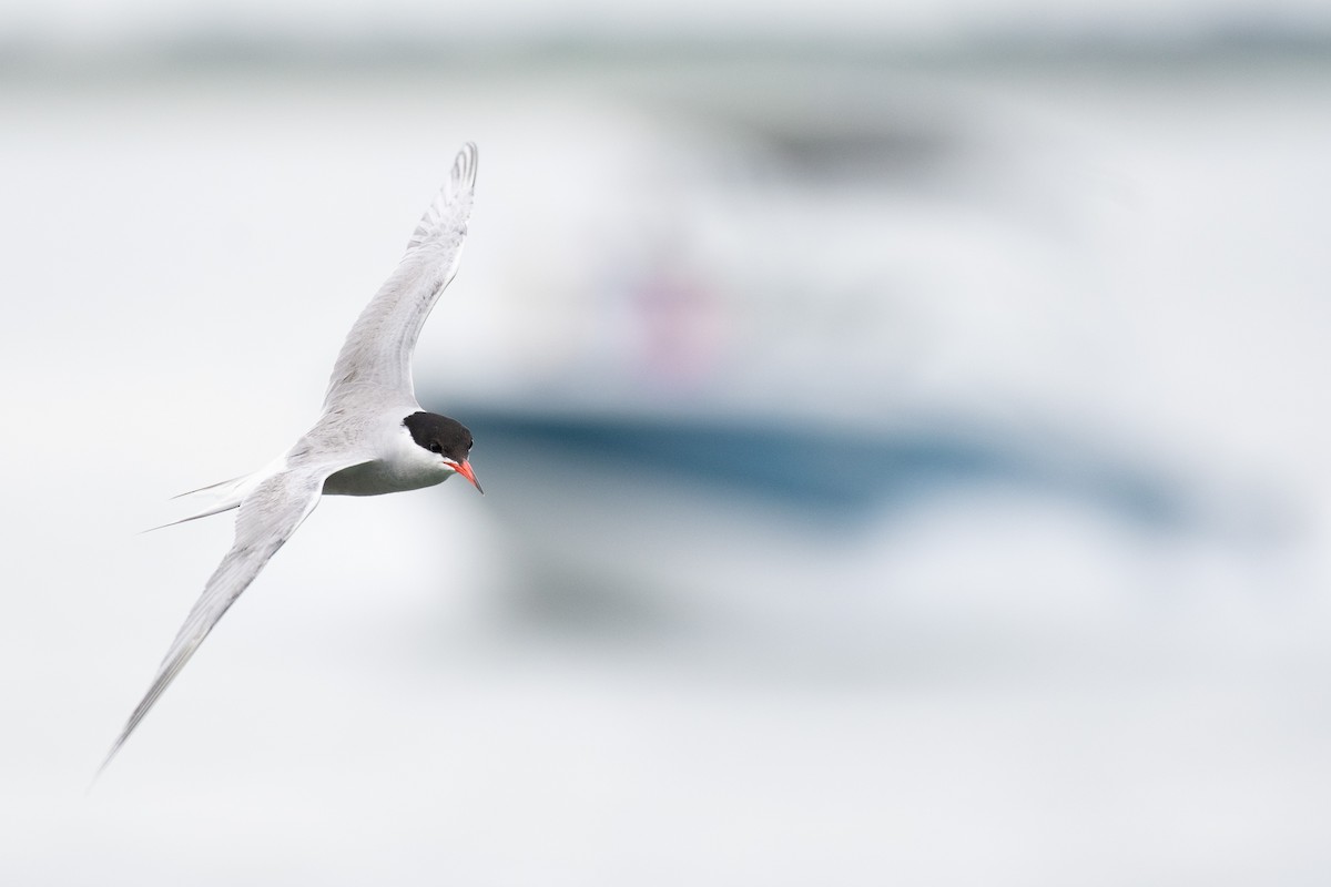 Common Tern - ML638670433