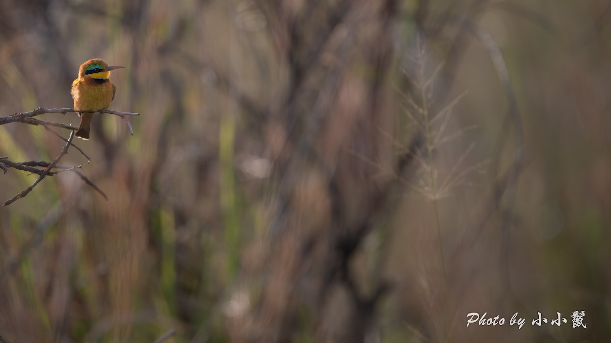 Little Bee-eater - ML638670472
