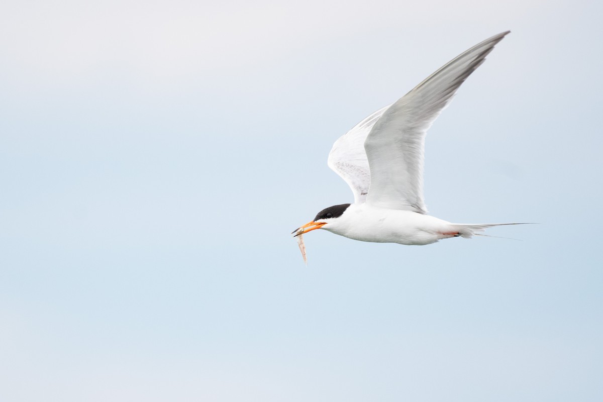 Forster's Tern - ML638670484