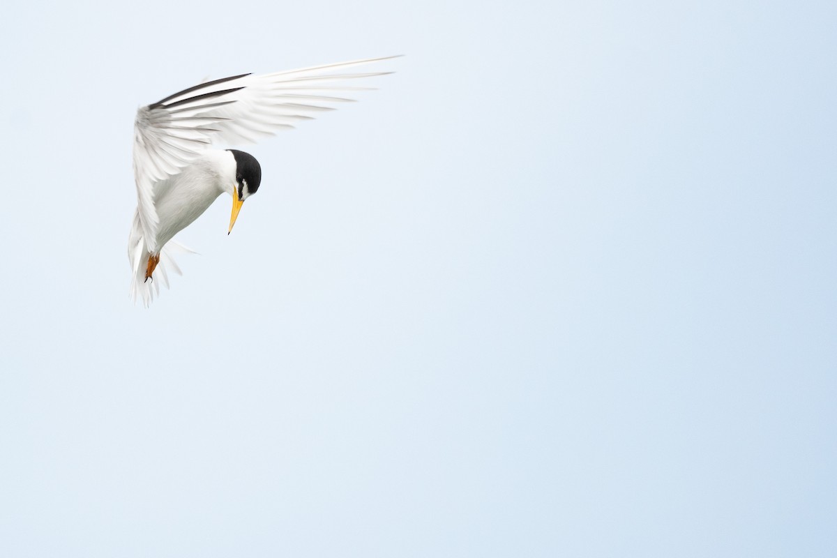 Least Tern - ML638670492