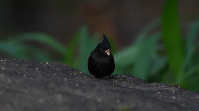 Crested Bunting - ML638670498