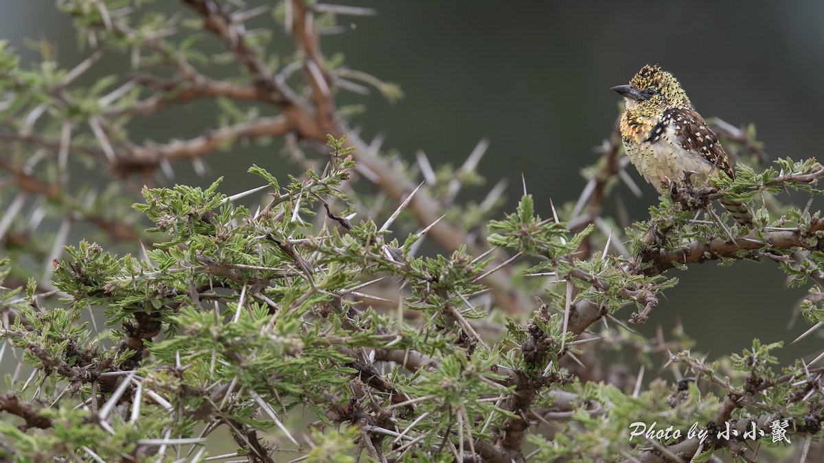D'Arnaud's Barbet (Usambiro) - ML638670521
