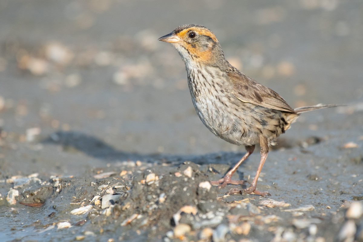 Saltmarsh Sparrow - ML638670540