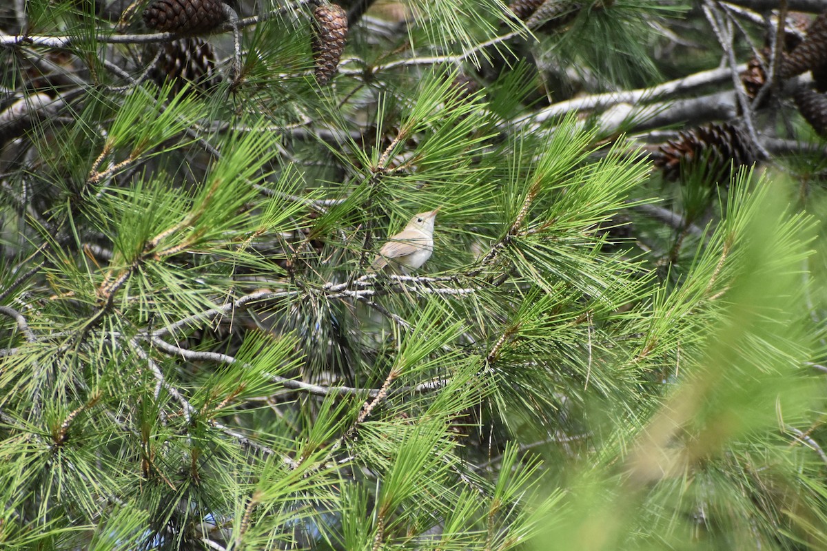 Western Olivaceous Warbler - ML638670546