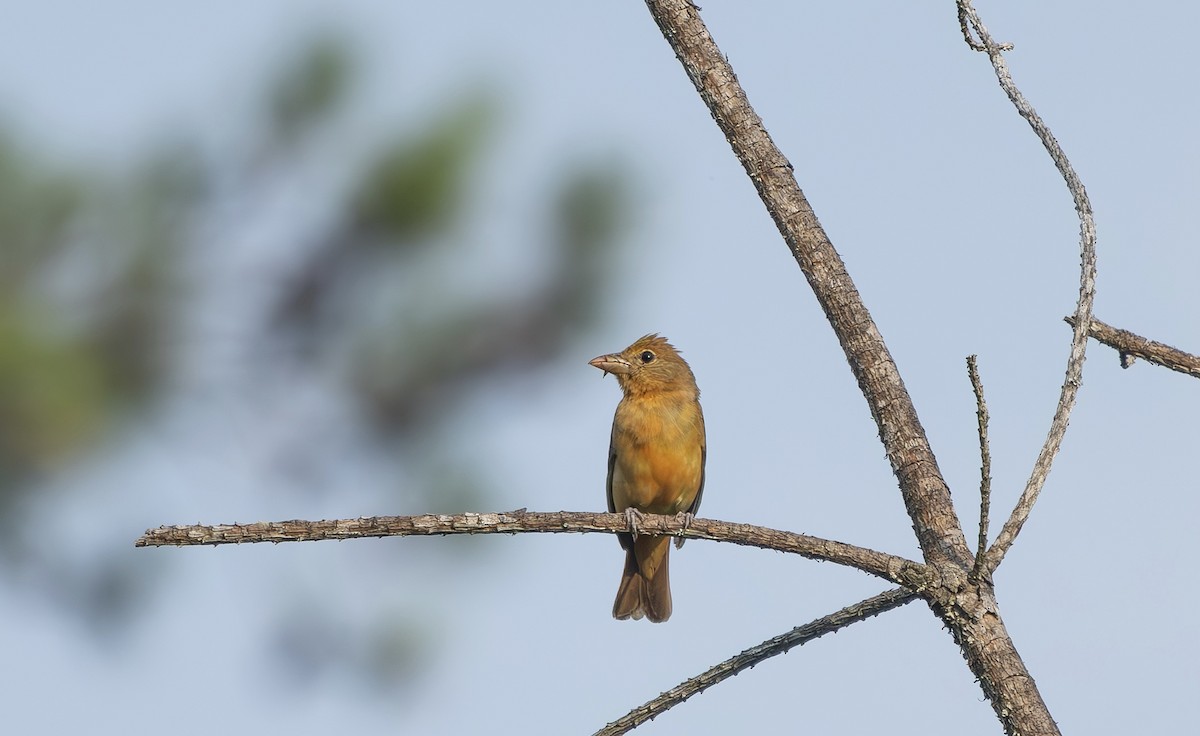 Summer Tanager - ML638670547