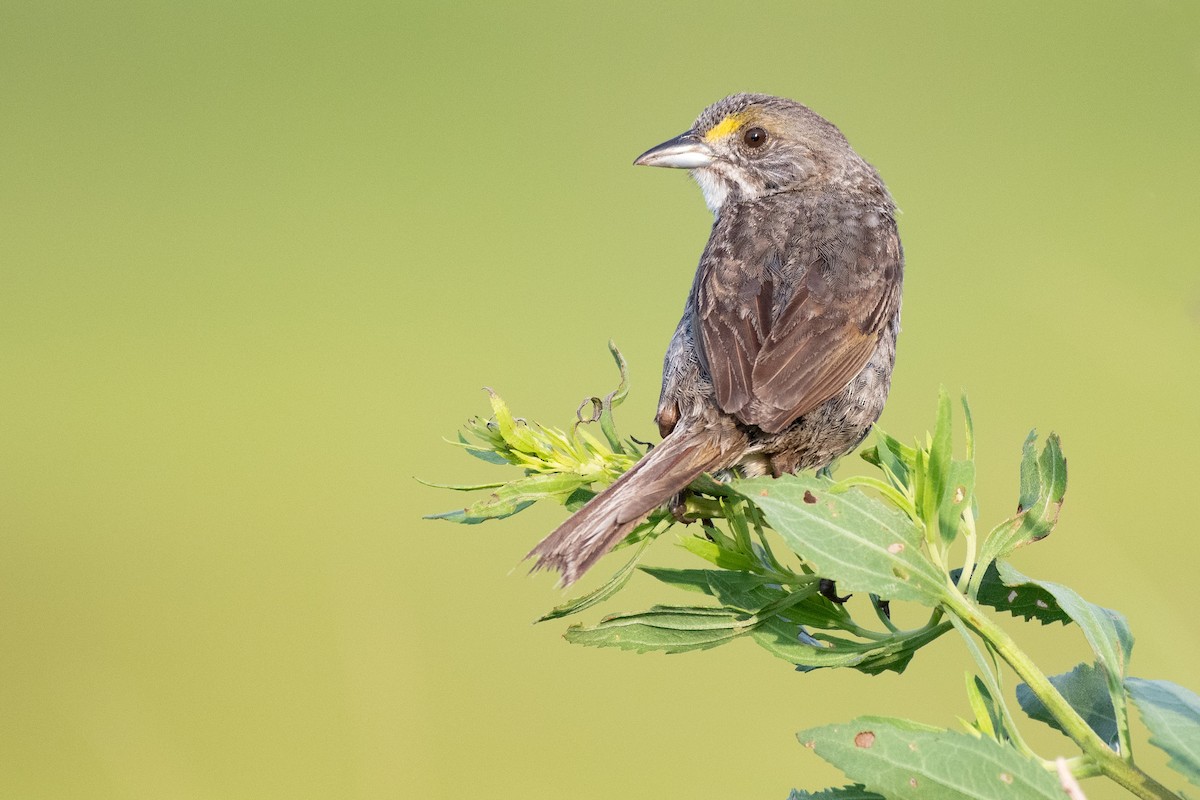 Seaside Sparrow (Atlantic) - ML638670563