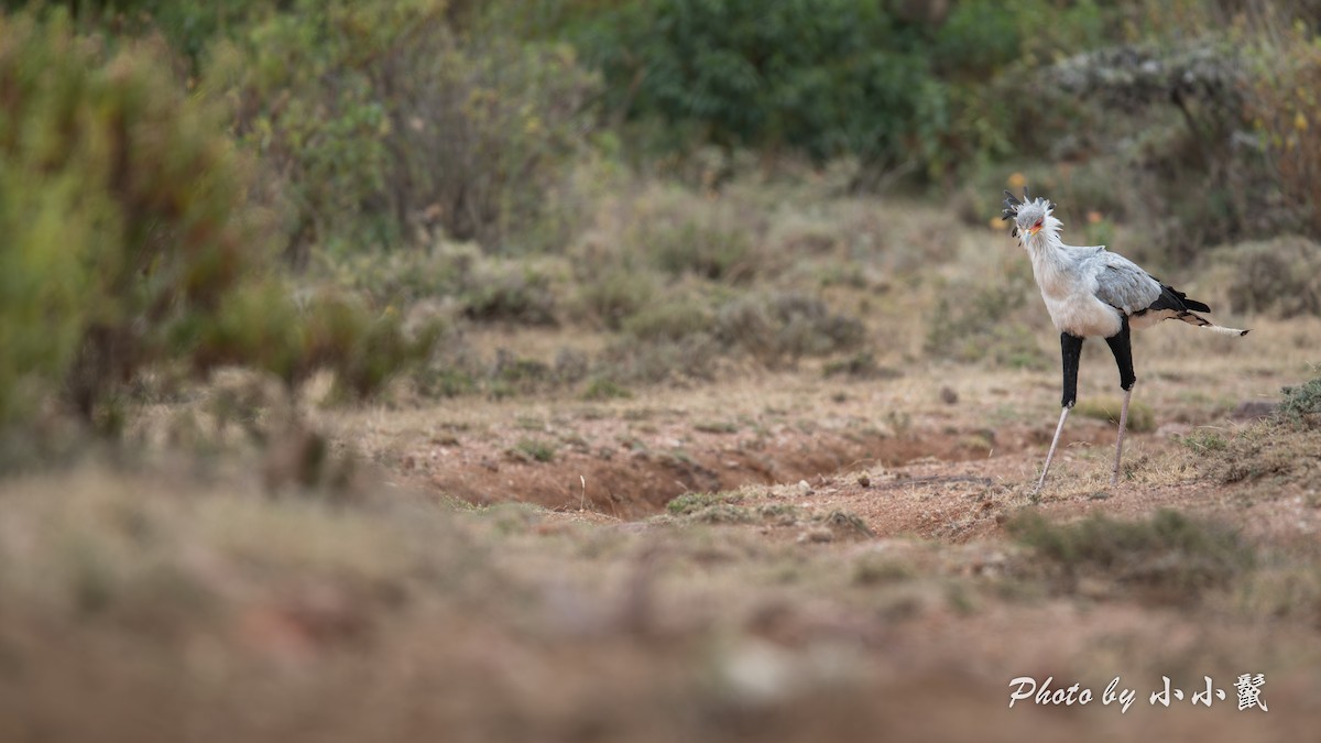 Secretarybird - ML638670587
