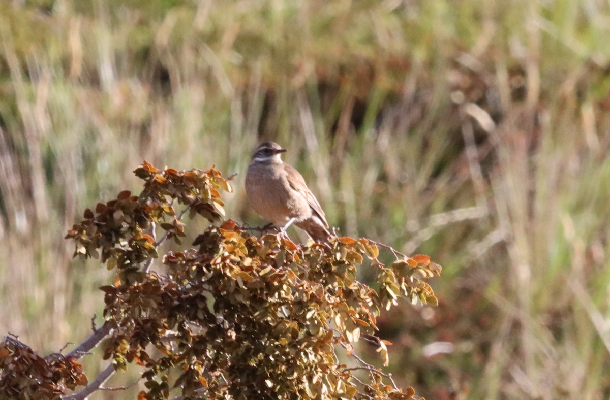 Buff-winged Cinclodes - ML638670596
