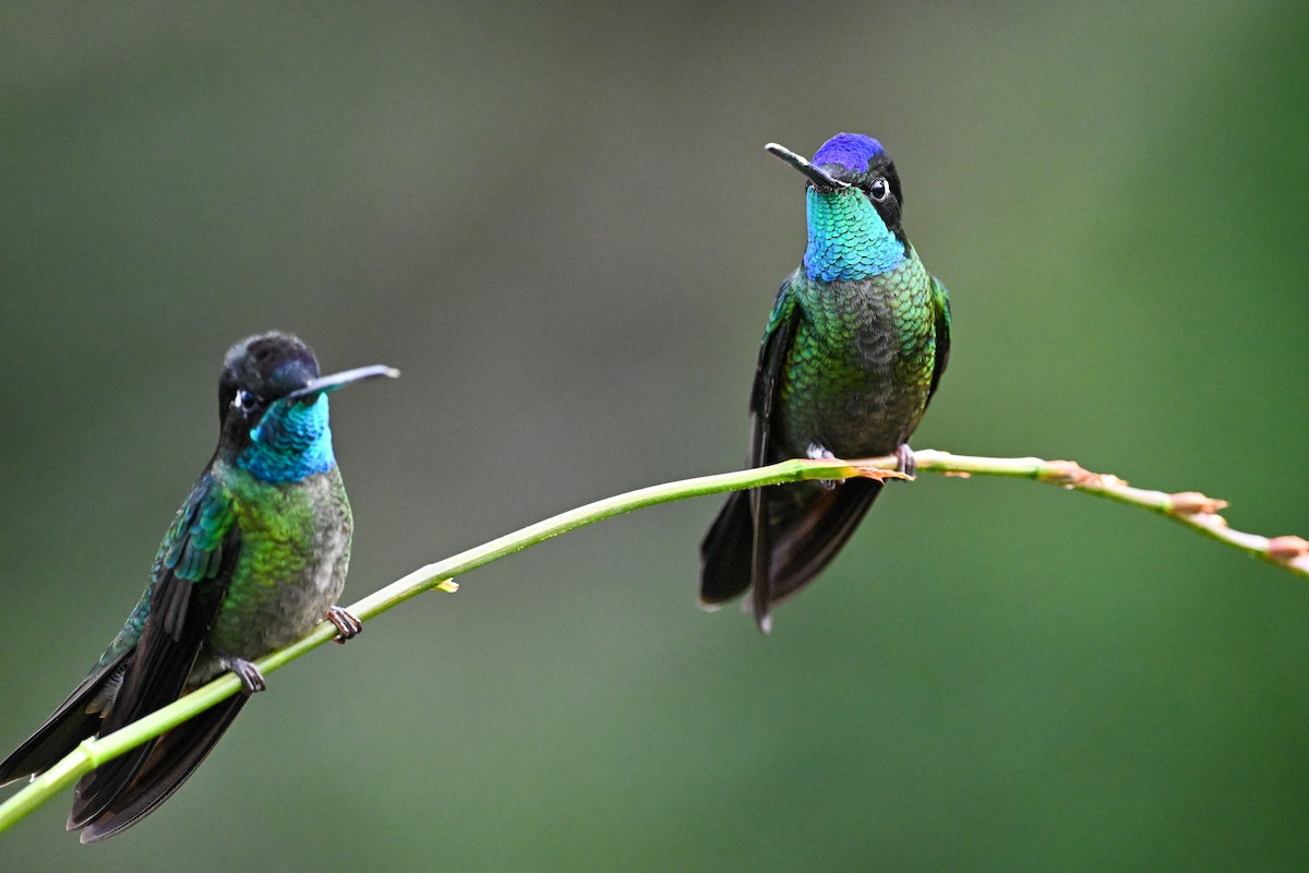 Talamanca Hummingbird - ML638670605