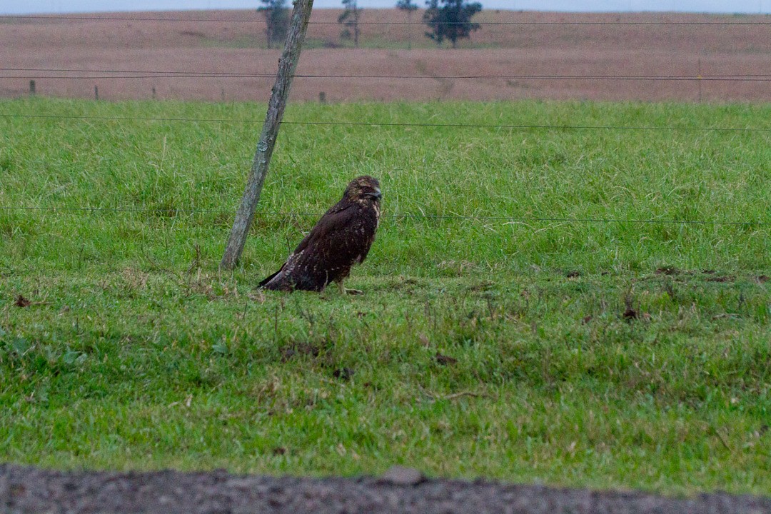 ワシノスリ - ML638670610