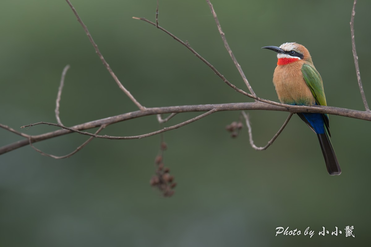 White-fronted Bee-eater - ML638670622
