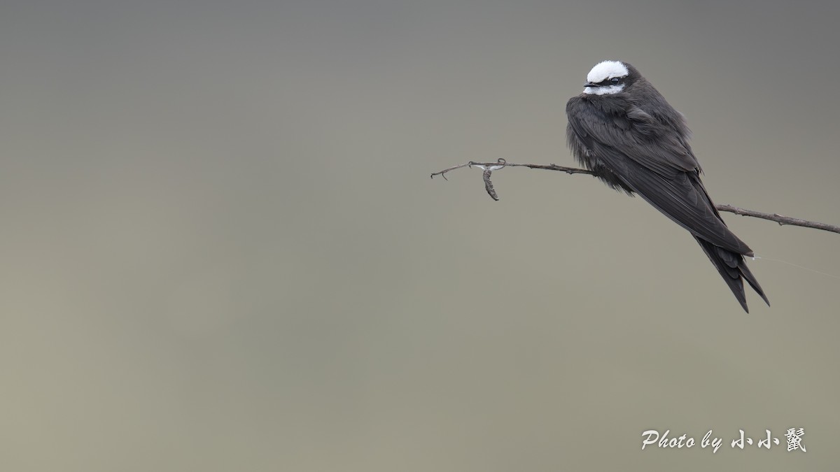 White-headed Sawwing - ML638670624