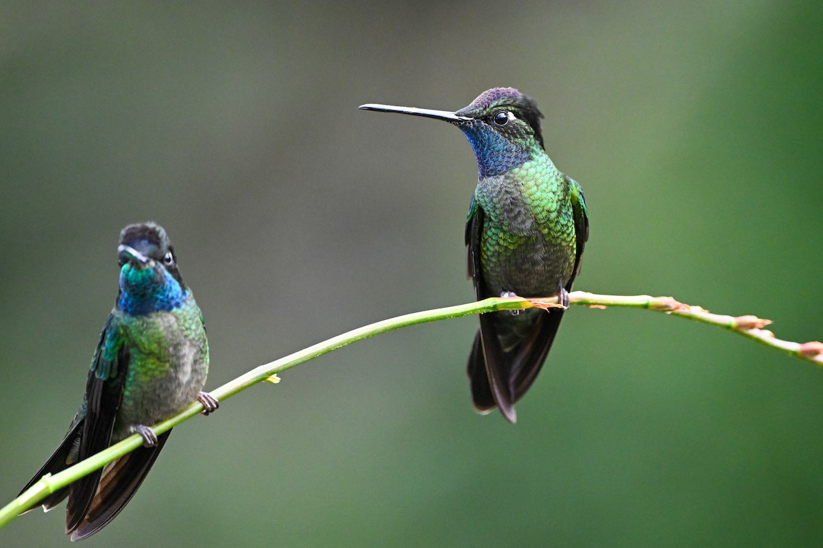 Talamanca Hummingbird - ML638670626