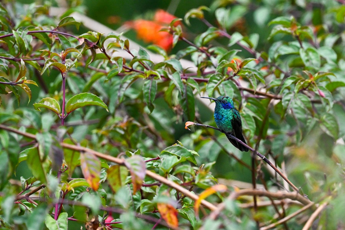 Lesser Violetear - ML638670628
