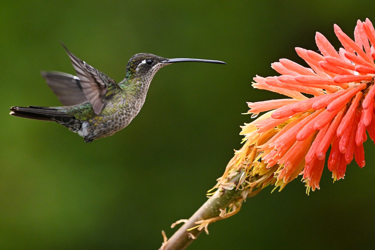 Talamanca Hummingbird - ML638670630